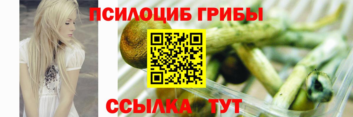 Псилоцибиновые грибы Psilocybe Сертолово